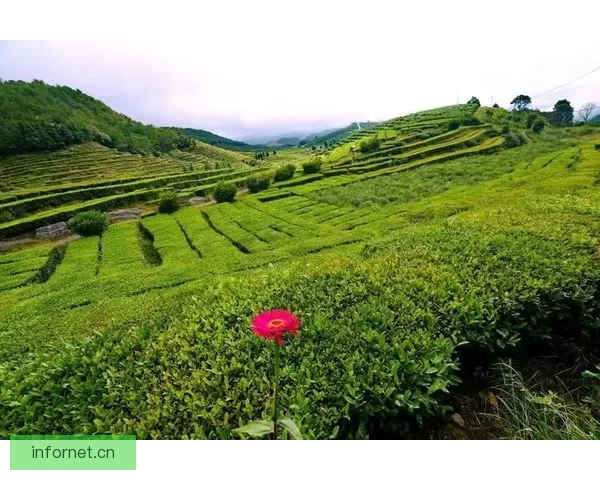 探寻“蘑菇视频”的奇妙世界：不止是视听盛宴，更是生活灵感源泉